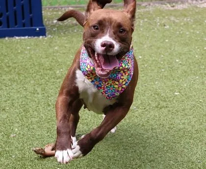 A young large-sized female Mixed Breed dog named Godiva for adoption in Athens, GA