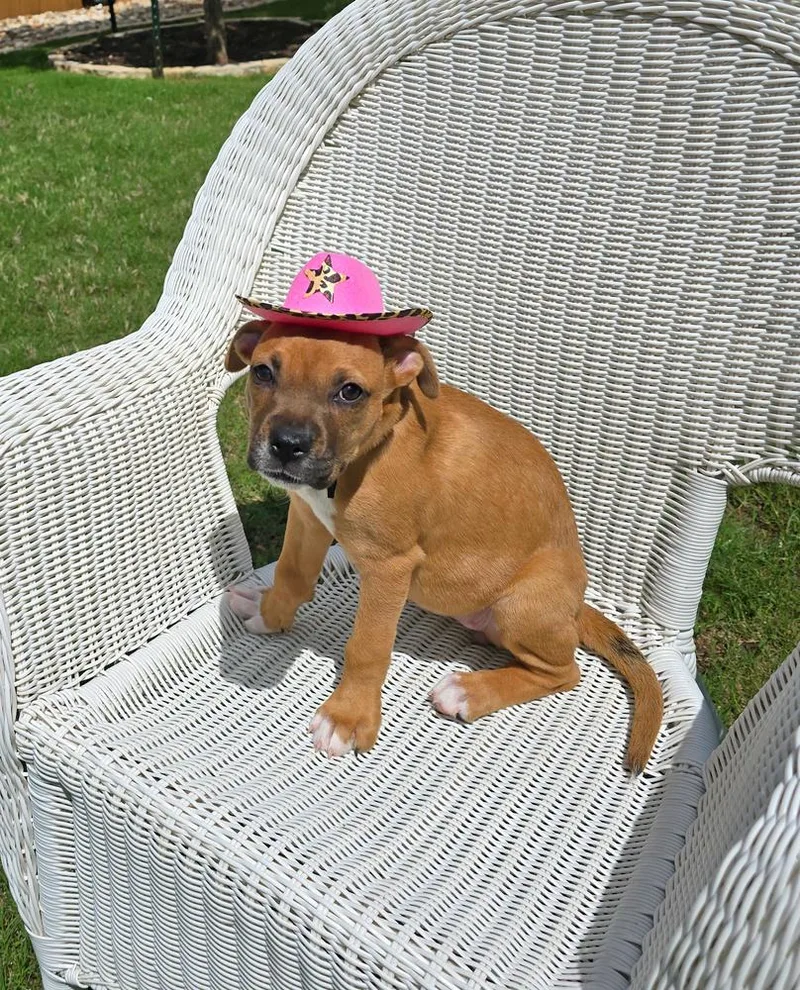 A baby small-sized female Boxer dog named Dahlia for adoption in Hewitt, TX
