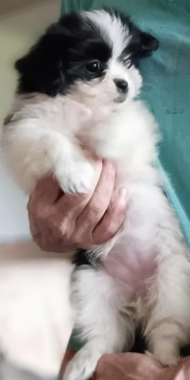 A baby small-sized female Pomeranian dog named Stevie for adoption in Stuart, VA