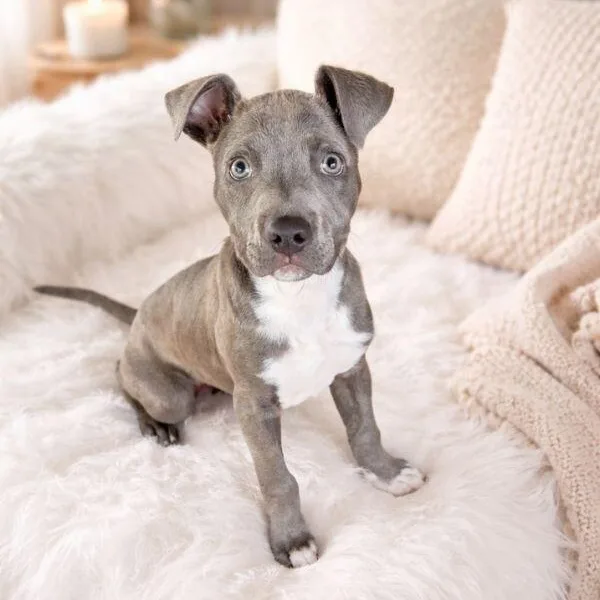 A baby medium-sized female Gray / Blue / Silver Pit Bull Terrier dog named Sassy Wigglebutt Mctugofwar Supreme for adoption in Friendswood, TX