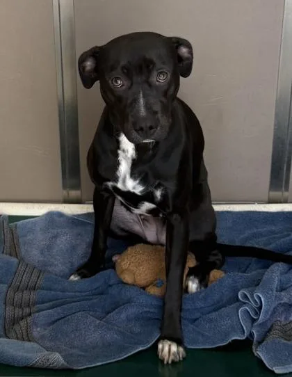 A young large-sized female Mixed Breed dog named Lucy for adoption in Honolulu, HI