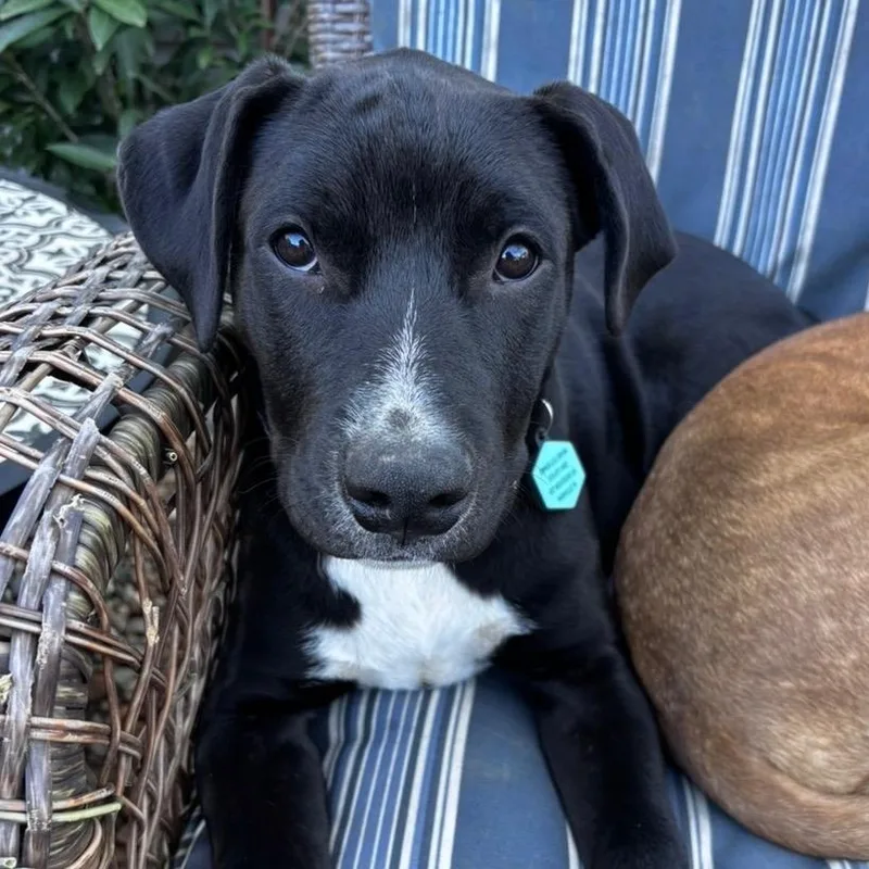 Jet