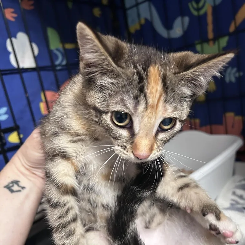 A baby small-sized female Torbie Domestic Short Hair cat named Clove City Of Industry for adoption in Chino Hills, CA