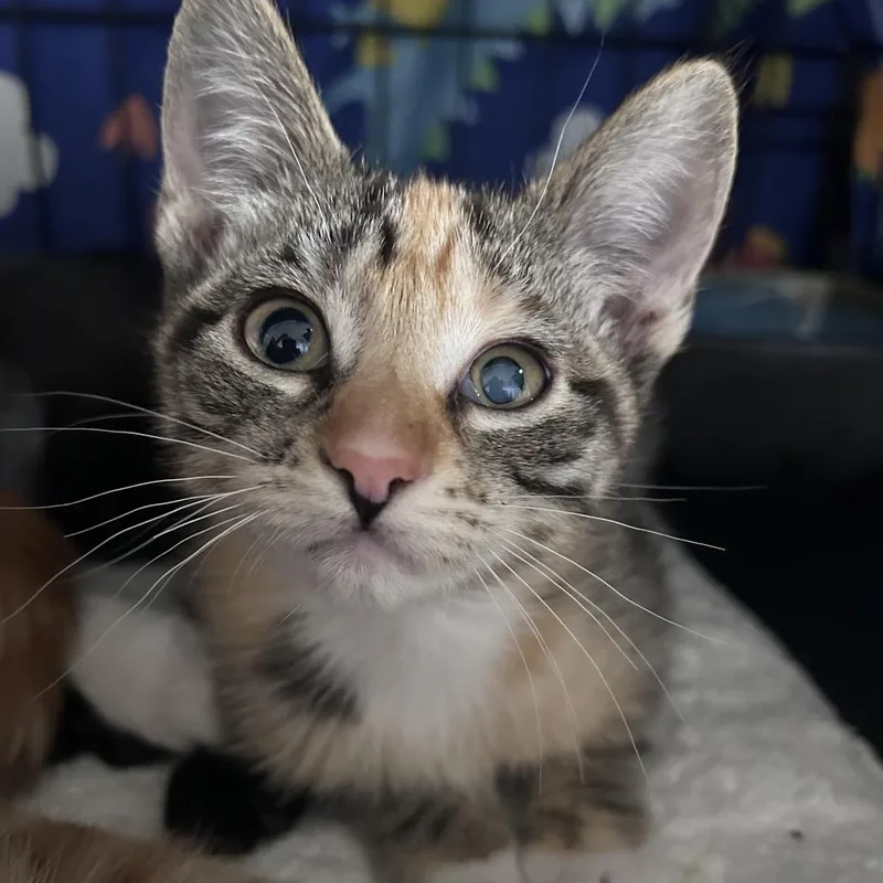 Clove City Of Industry thumbnail 2