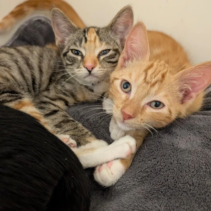 Clove City Of Industry thumbnail 3