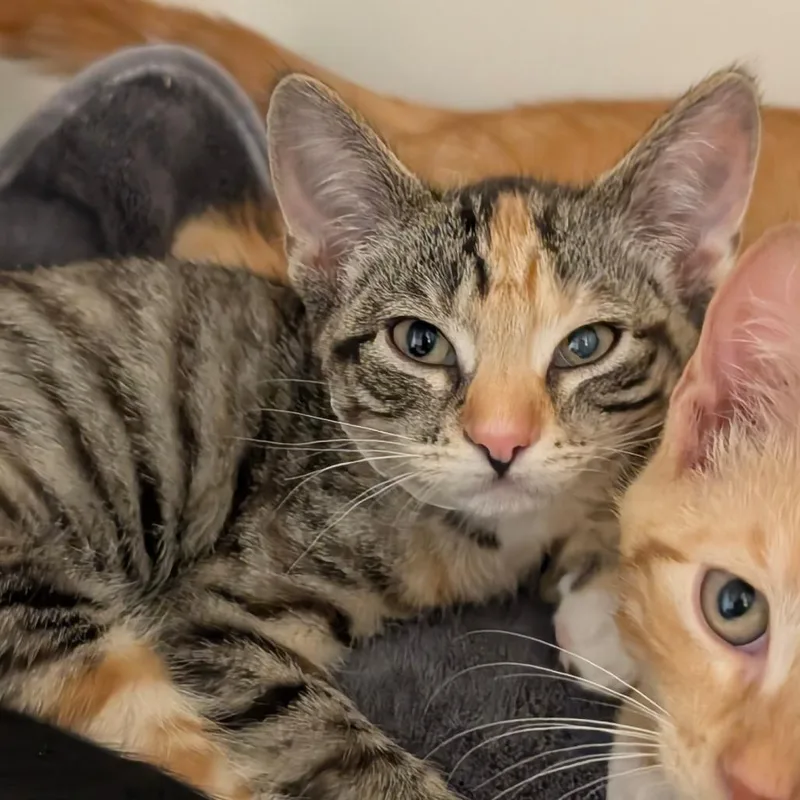 Clove City Of Industry thumbnail 4