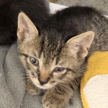 A baby small-sized male Brown / Chocolate Domestic Short Hair cat named Shakky for adoption in Austin, TX