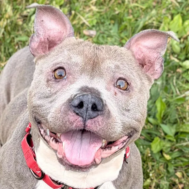 An adult medium-sized female Pit Bull Terrier dog named Peaches for adoption in Jefferson, WI