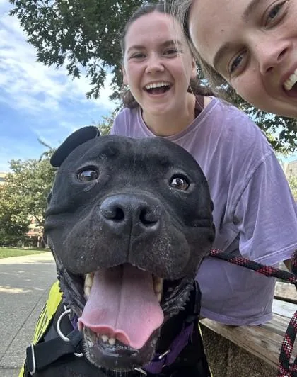 An adult large-sized male Boxer dog named Sherlock for adoption in Washington, DC