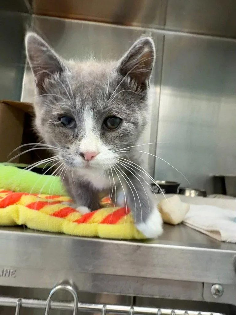 A baby medium-sized male Domestic Short Hair cat named Whitaker for adoption in St. Helens, OR
