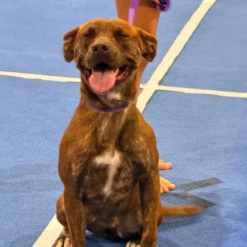 An adult medium-sized female Pit Bull Terrier dog named Lucy Lou for adoption in Birmingham, AL