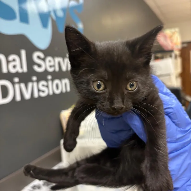 A baby small-sized male Black Domestic Short Hair cat named Straymillerroad for adoption in Columbus, GA