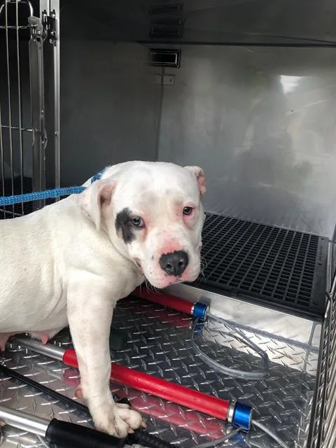 A young medium-sized female Mixed Breed dog named Snowy for adoption in Dallas, TX