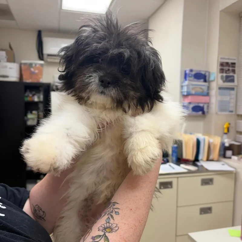 A baby small-sized female White / Cream Mixed Breed dog named Cranberry for adoption in Pekin, IL