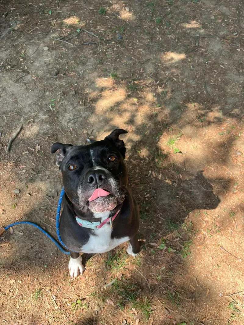 An adult large-sized female Pit Bull Terrier dog named Paka for adoption in Front Royal, VA