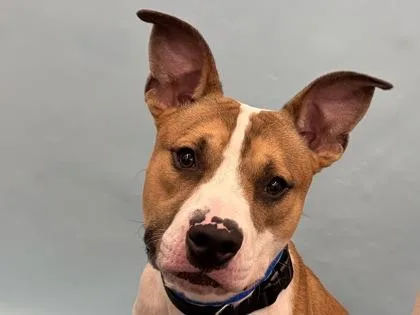 Benny