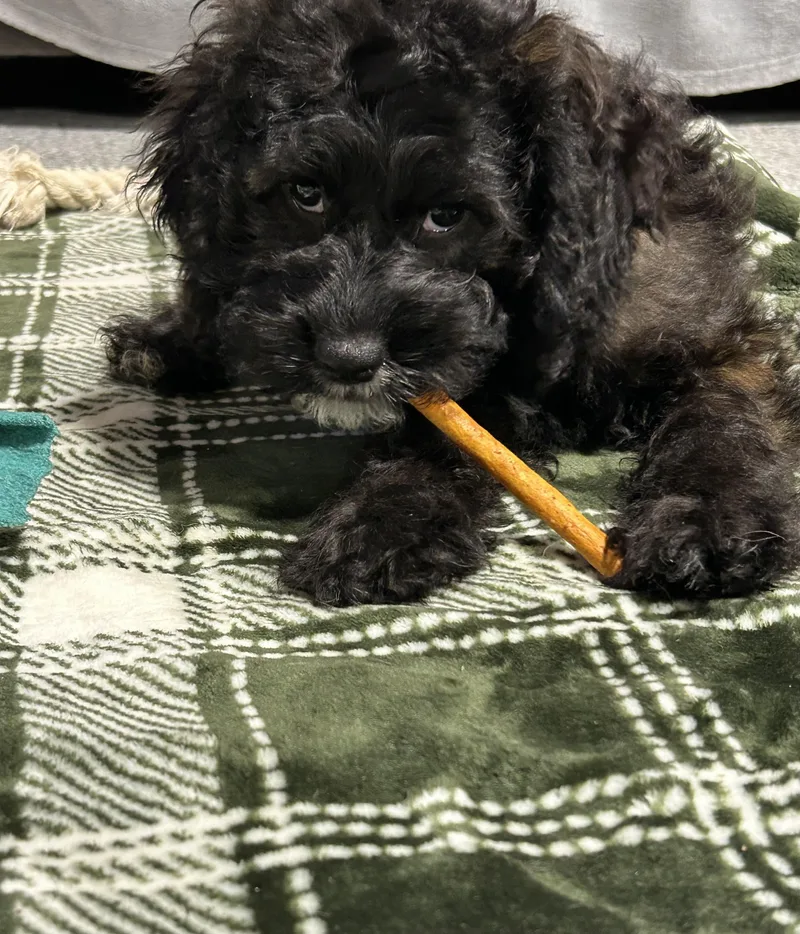 A baby small-sized male Cockapoo dog named Jovie black tan for adoption in Antwerp, OH