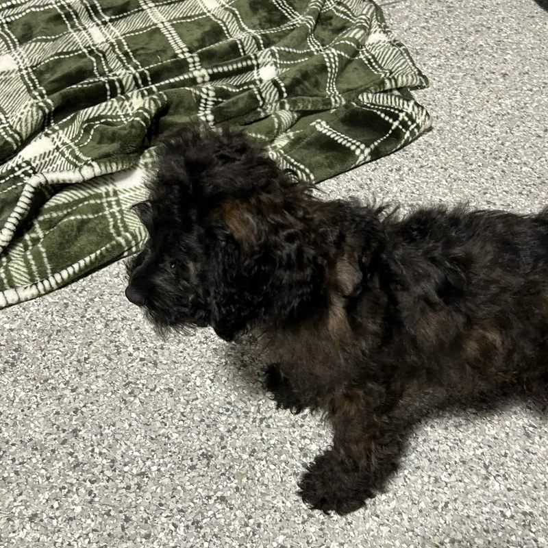 Jovie black tan  thumbnail 4