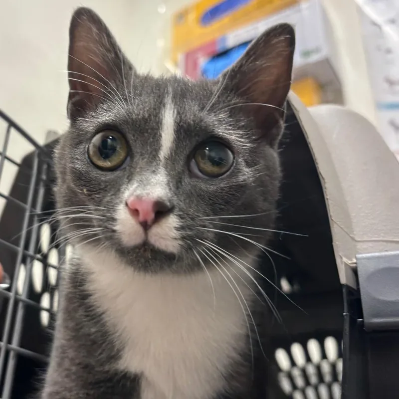 A baby small-sized male Gray / Blue / Silver Domestic Short Hair cat named Simon for adoption in Tampa, FL