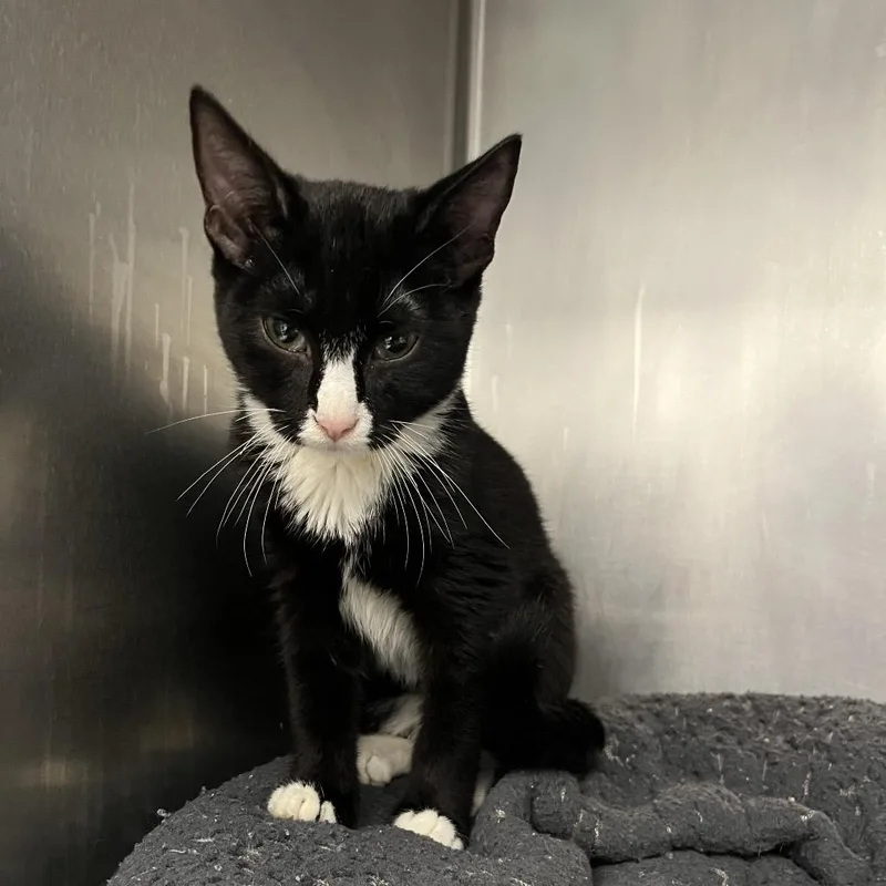 A baby small-sized male Black Domestic Short Hair cat named Zucchini for adoption in West Palm Beach, FL