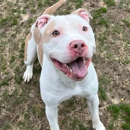 An adult medium-sized male Yellow / Tan / Blond / Fawn Mixed Breed dog named Toby for adoption in Mishawaka, IN
