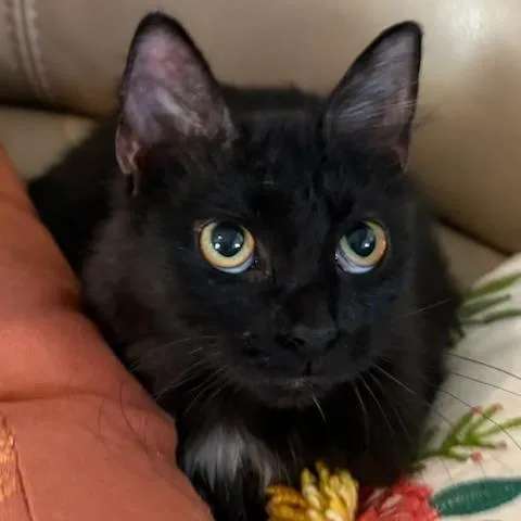 Catalina thumbnail 2