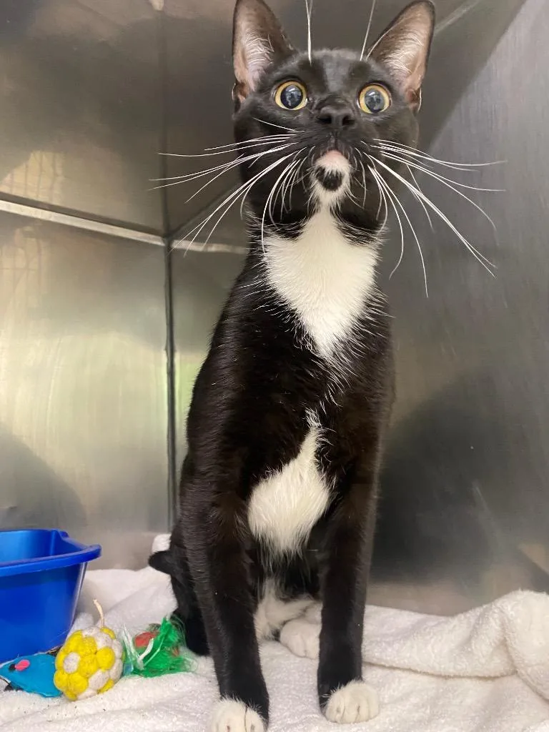 A baby medium-sized male Domestic Short Hair cat named Mushu for adoption in Fall River, MA