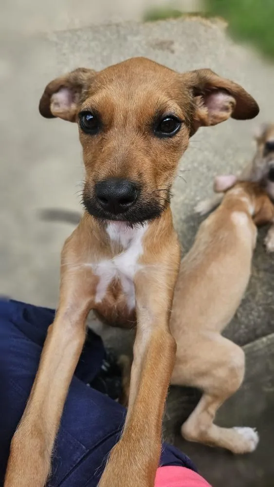 A baby medium-sized female Mixed Breed dog named Miss Crabtree for adoption in Peoria, IL