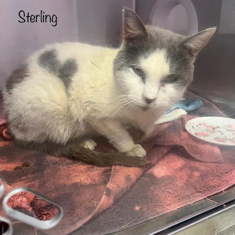 Sterling thumbnail 2