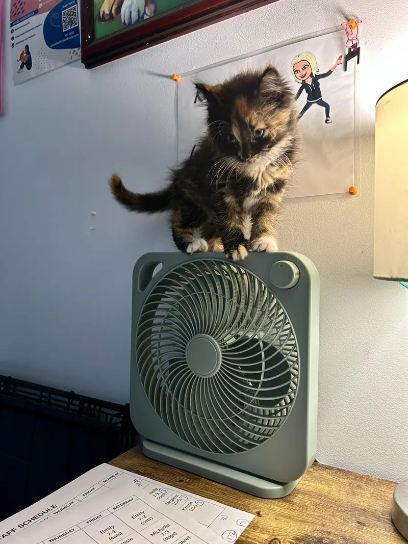 A young medium-sized female Domestic Medium Hair cat named Boo for adoption in Belleville, MI