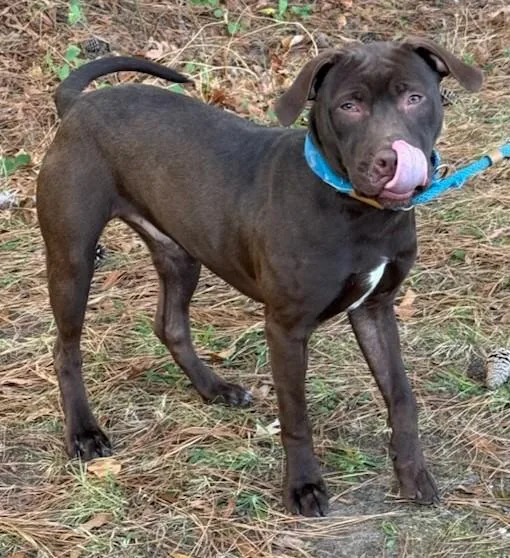 Knuckles thumbnail 3