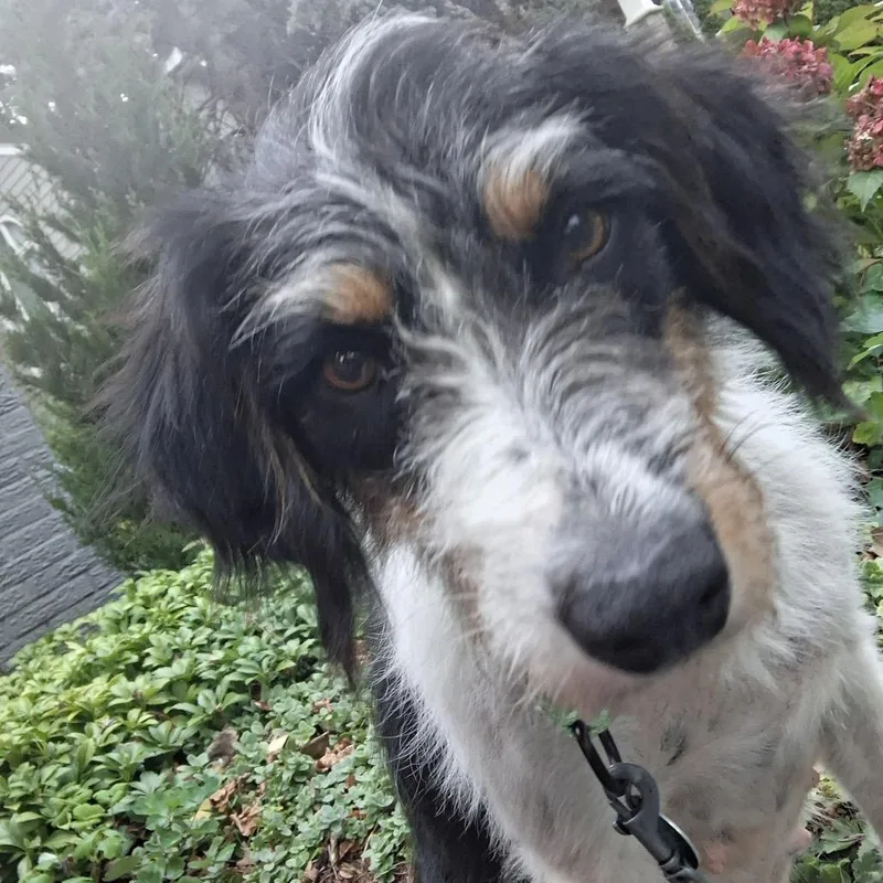 An adult medium-sized female Black Mixed Breed dog named Piper for adoption in Buffalo, MN