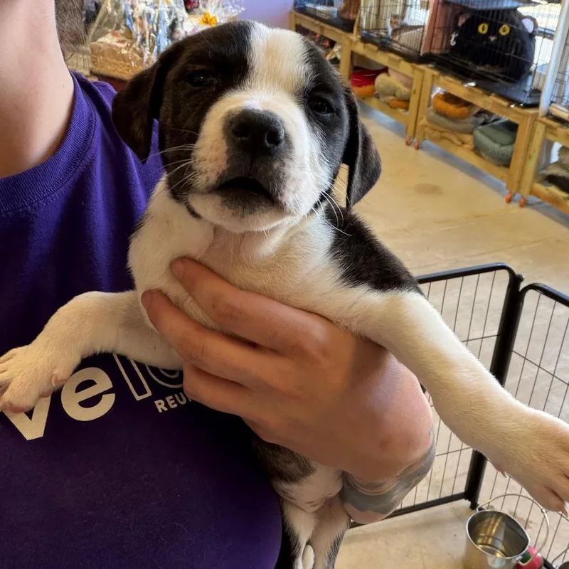 A baby small-sized female Mixed Breed dog named Apple for adoption in Webster, TX
