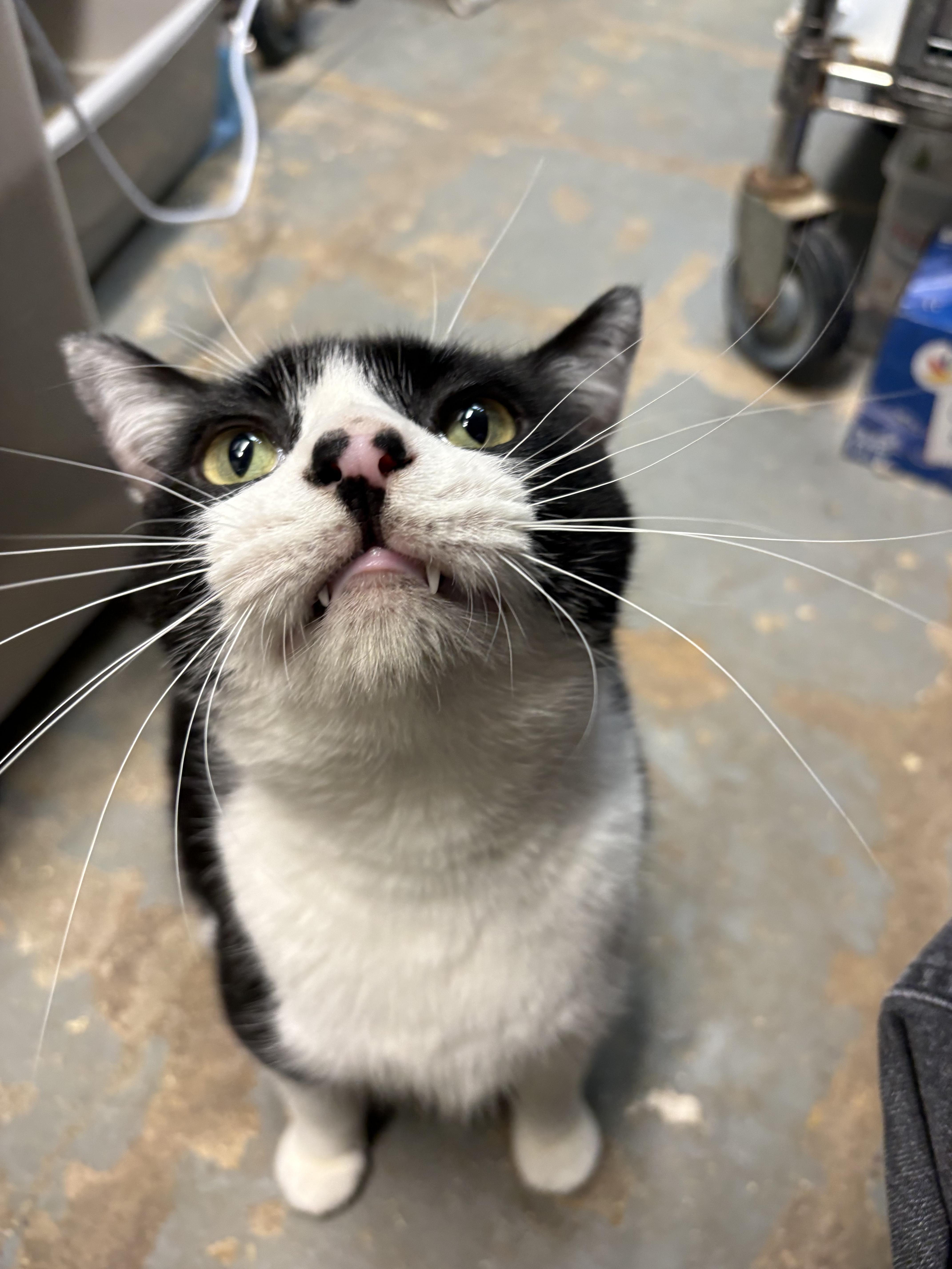 An adult large-sized male Domestic Short Hair cat named Puzzle  Special Chunky for adoption in New York, NY