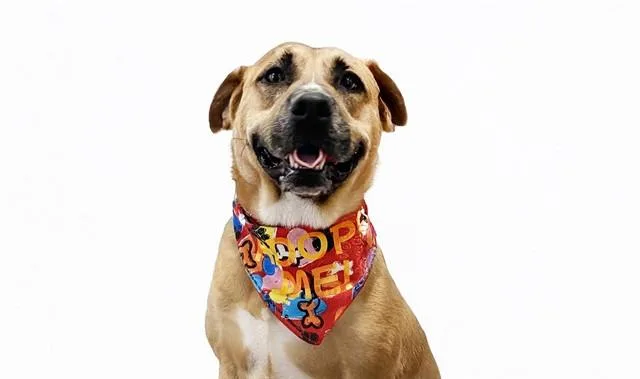 An adult medium-sized female Black Mouth Cur dog named Madeline for adoption in Fort Lauderdale, FL
