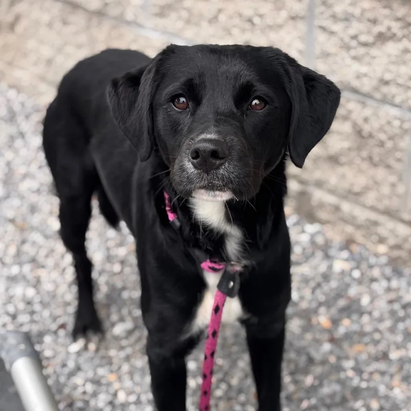 An adult medium-sized male Black Mixed Breed dog named Campfire for adoption in York, PA