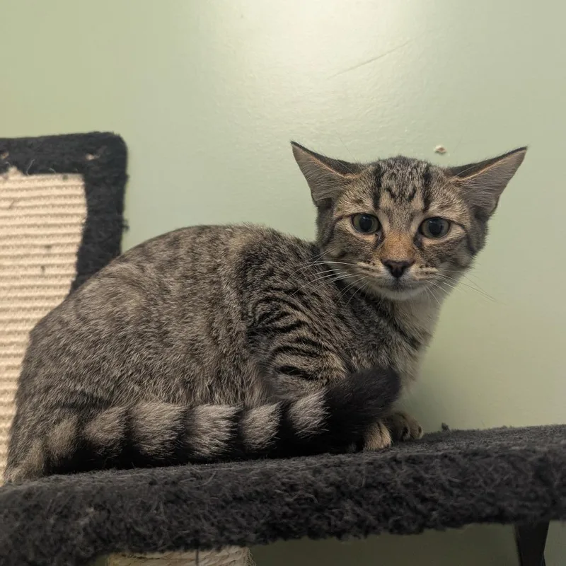A baby small-sized male Domestic Short Hair cat named Battle Cat for adoption in Winchester, TN