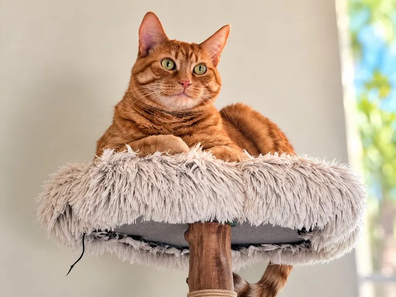 An adult medium-sized male Domestic Medium Hair cat named Mango for adoption in Sebastian, FL