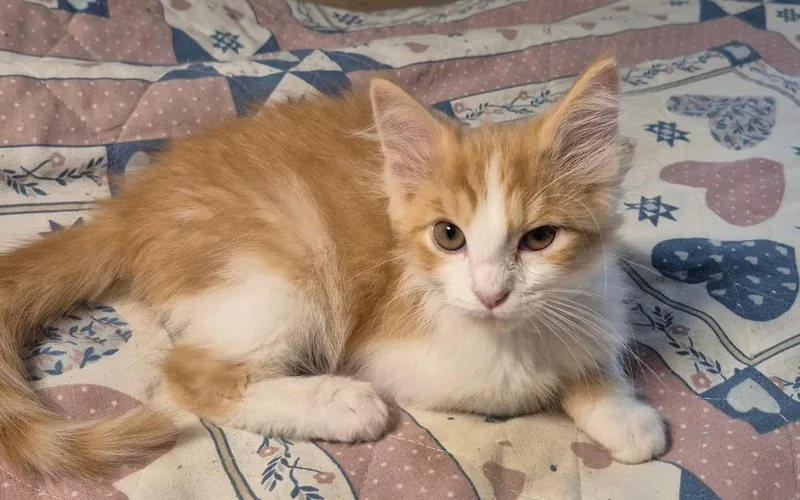 A baby small-sized male Domestic Short Hair cat named Peanut for adoption in South Bend, IN
