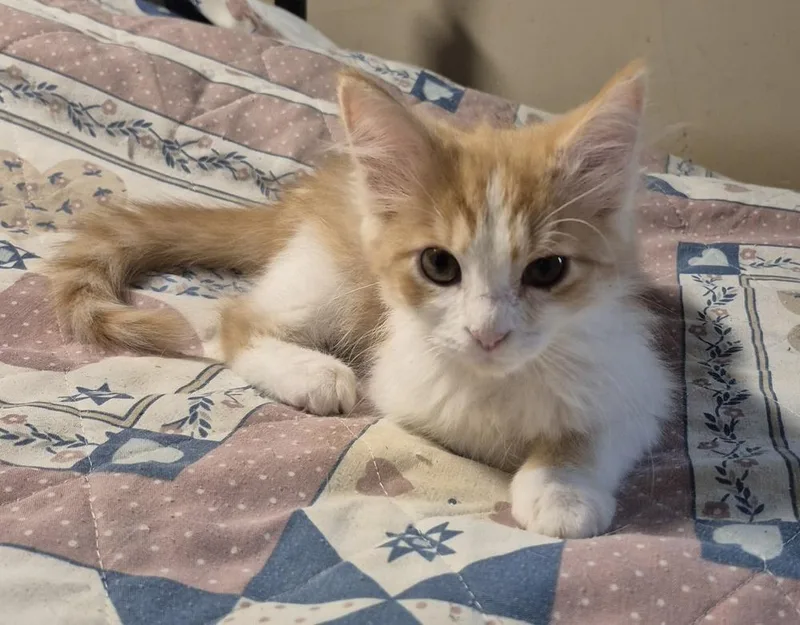 Peanut thumbnail 2
