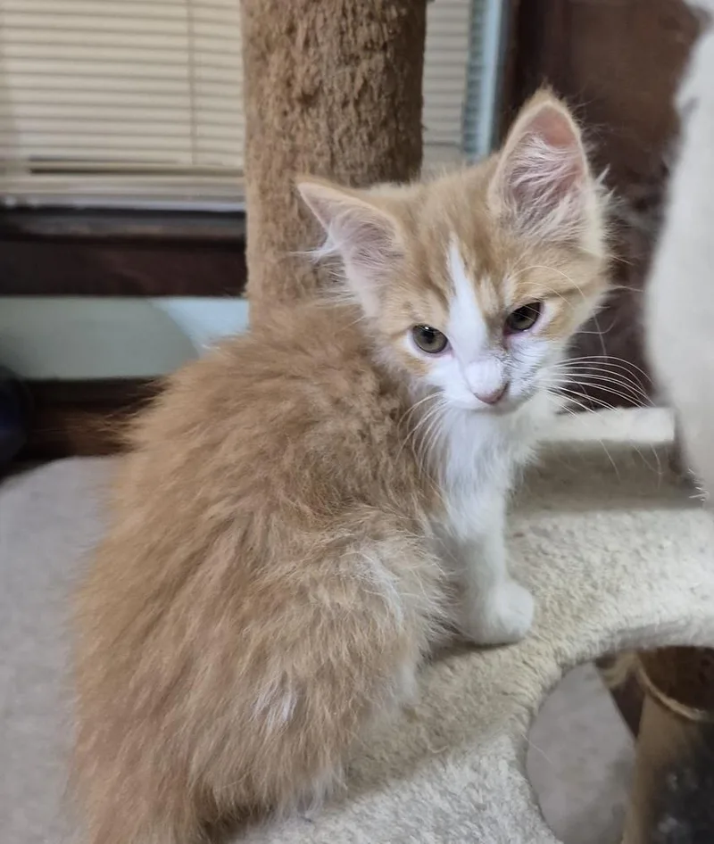 Peanut thumbnail 3