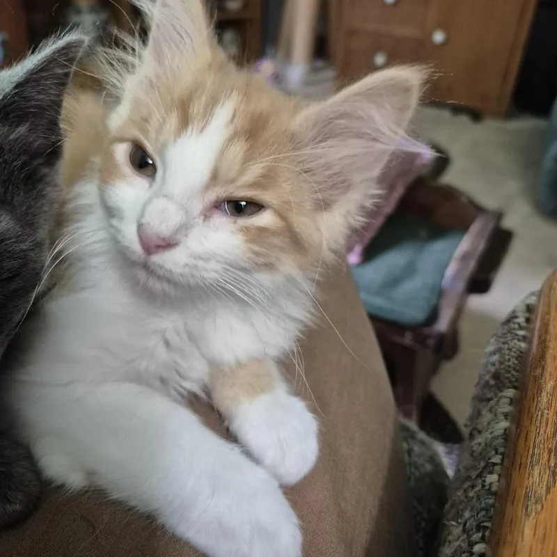 Peanut thumbnail 4