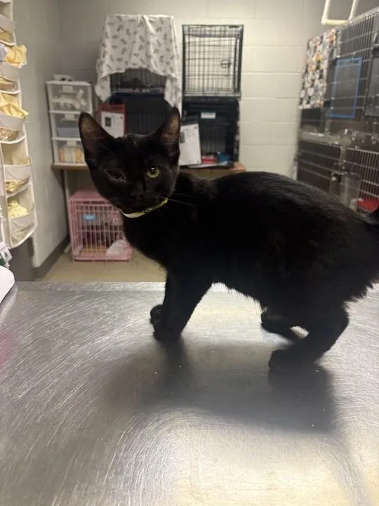 A young medium-sized male Black Domestic Short Hair cat named Bach for adoption in Cincinnati, OH