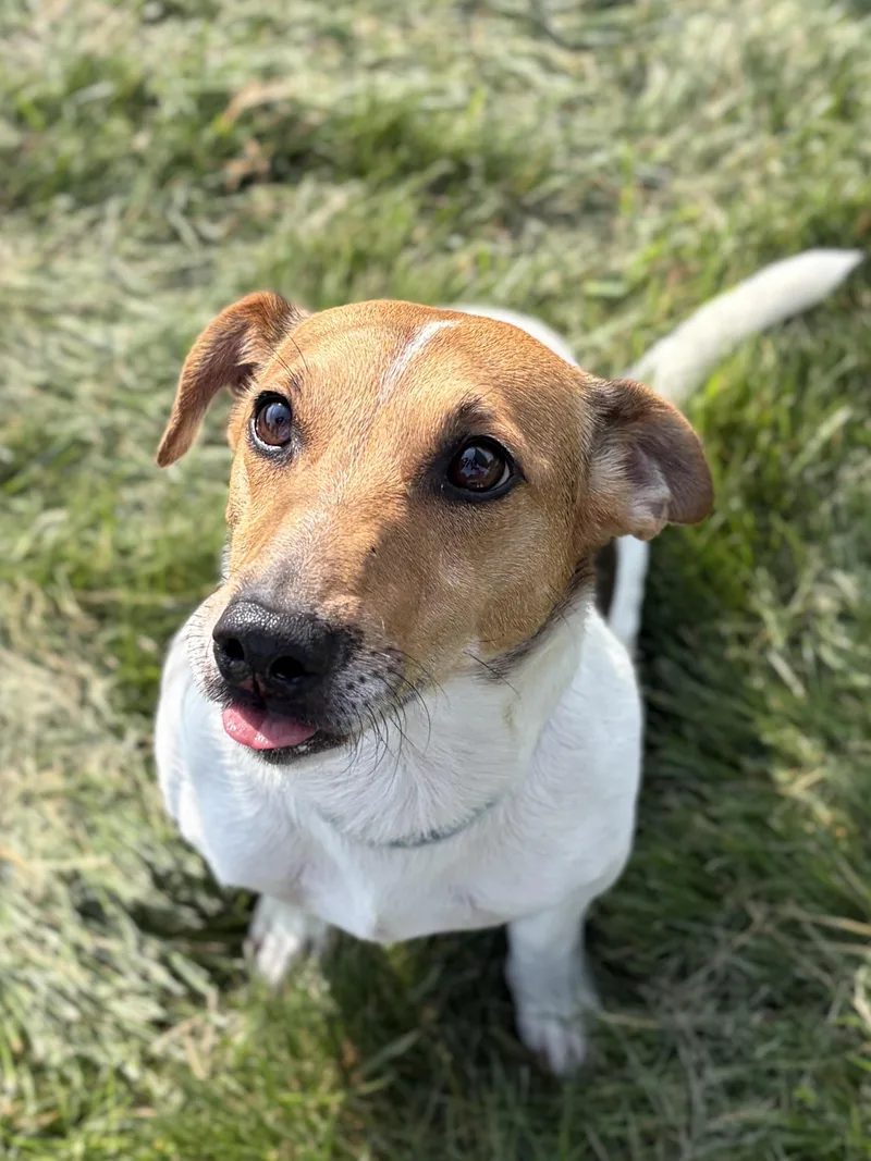 An adult small-sized male Jack Russell Terrier dog named Jack for adoption in Jefferson, WI