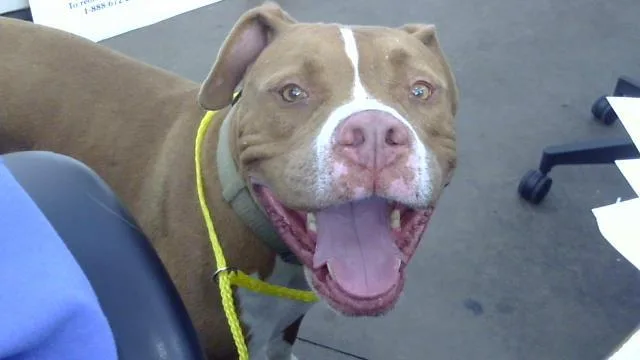 An adult large-sized male Mixed Breed dog named Rayo for adoption in Dallas, TX