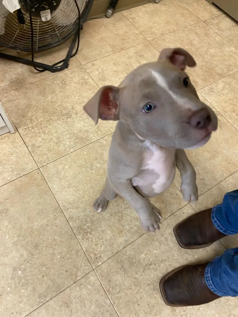 A baby medium-sized male Pit Bull Terrier dog named Dog Kennel for adoption in Greenville, TX