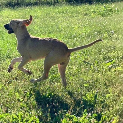 A baby medium-sized male Yellow / Tan / Blond / Fawn Great Dane dog named Bramble for adoption in Richmond, MO
