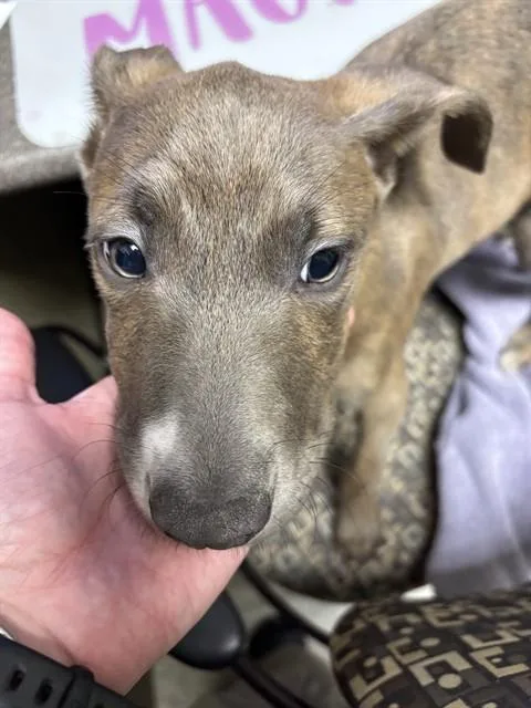 A baby medium-sized male Pit Bull Terrier dog named Kramer A for adoption in Plano, TX