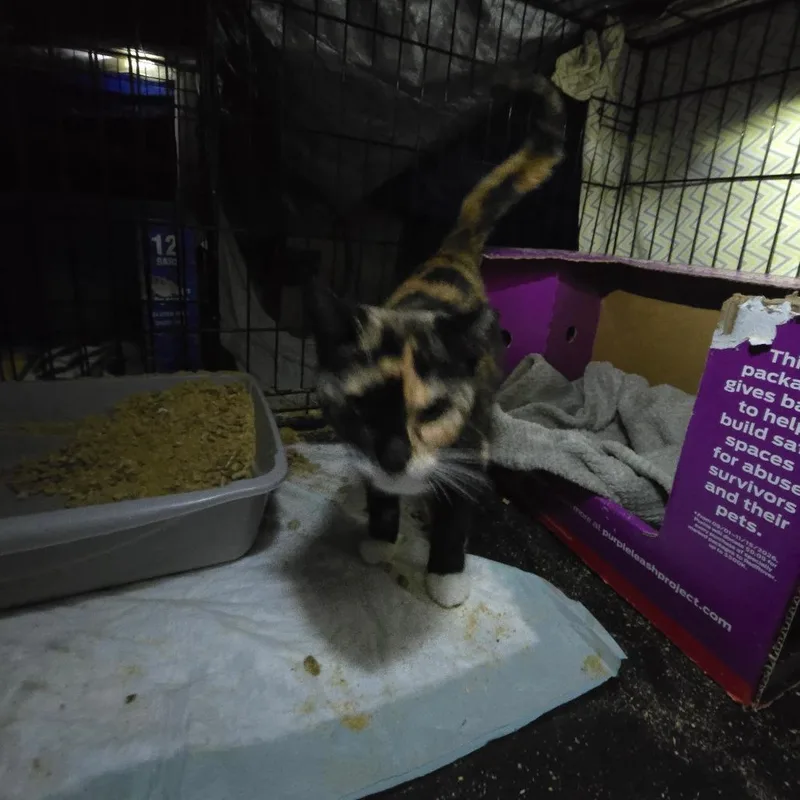 A young small-sized female Calico Domestic Short Hair cat named Tricksee for adoption in Grantsville, UT