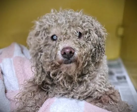 A senior medium-sized female Maltese dog named Tafari for adoption in Los Angeles, CA